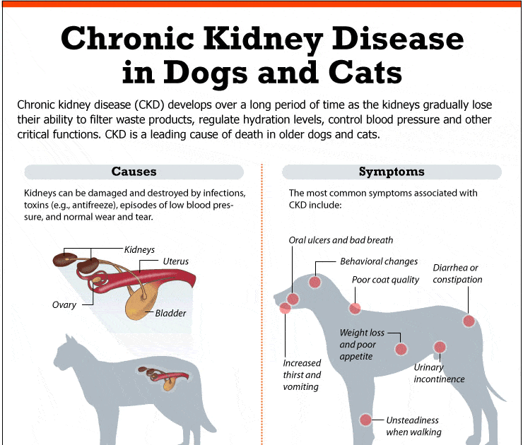 Can Dogs With Kidney Failure Eat Bananas